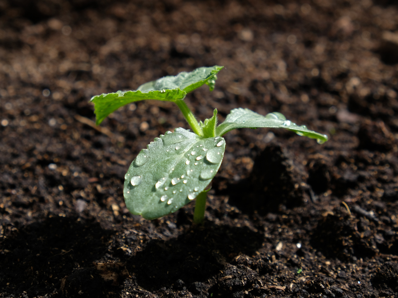 The Complete Guide to Starting Seeds in Your Greenhouse