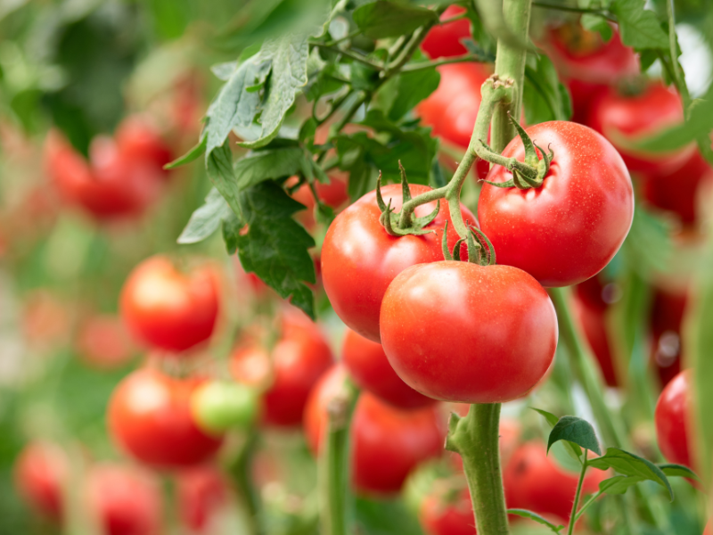 Growing Tomatoes Year-Round in a Greenhouse: Complete Production Guide