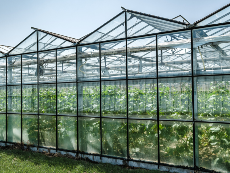 Large Greenhouses
